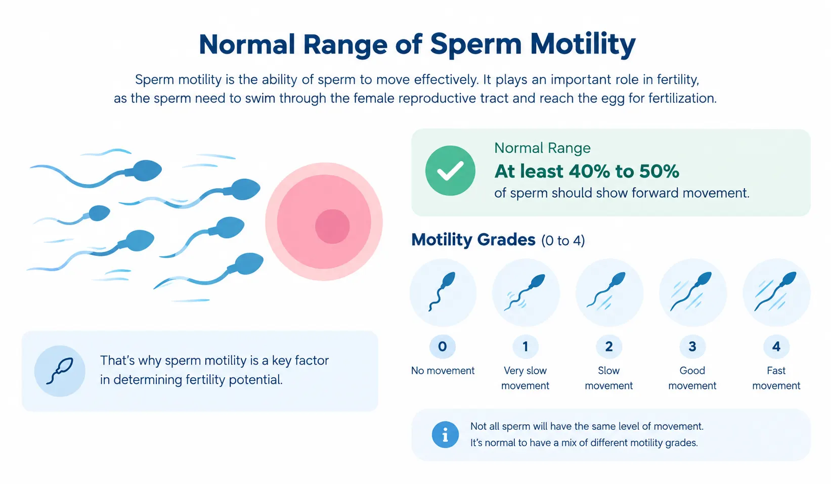 Normal Range of Sperm Motility.webp