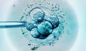 Embryo grading criteria for IVF
