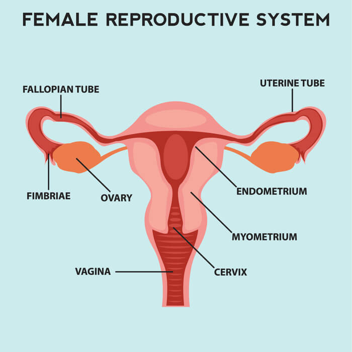 Diagram showing the endometrium and its role in pregnancy