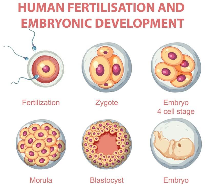 Embryo Transfer Procedure
