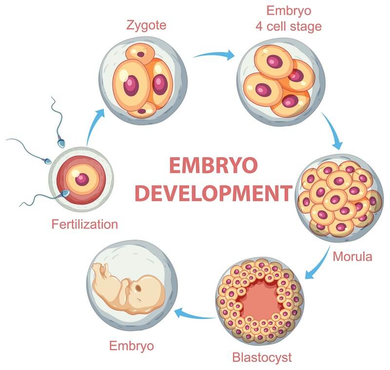 Embryo grading process in IVF