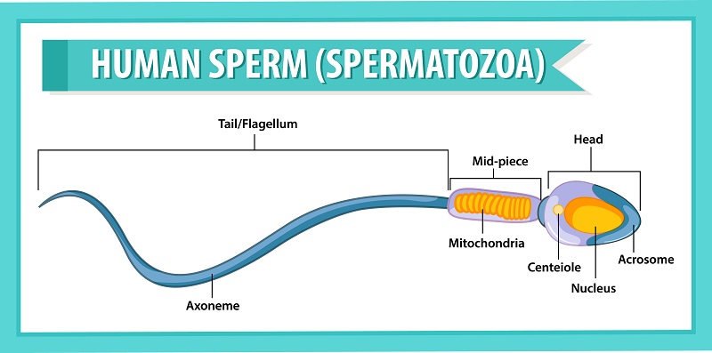 Morphological Sperm Abnormalities