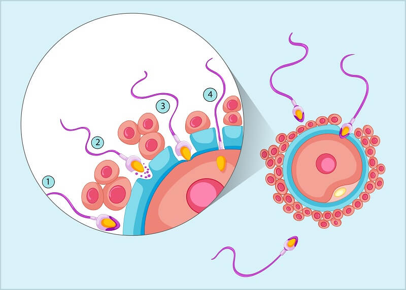 Sperm Motility