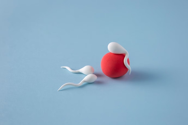 normal sperm concentration